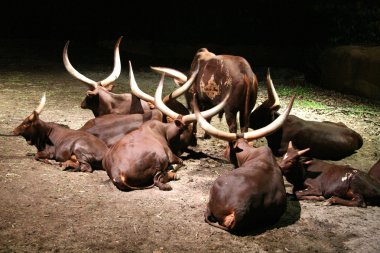 Buffalo - Night Safari, Singapore clipart