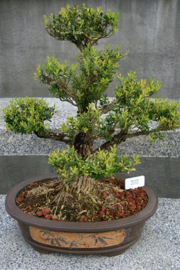 bonsai ağacı - botanik bahçeleri, Singapur