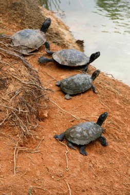 Terrapin havuz - botanik bahçeleri, Singapur