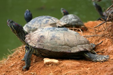 Terrapin havuz - botanik bahçeleri, Singapur