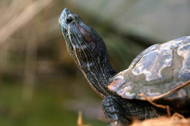 Terrapin havuz - botanik bahçeleri, Singapur