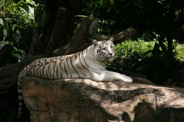 Kaplan - Singapur Hayvanat Bahçesi, Singapur