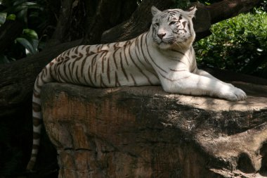 Tiger - Singapore Zoo, Singapore clipart