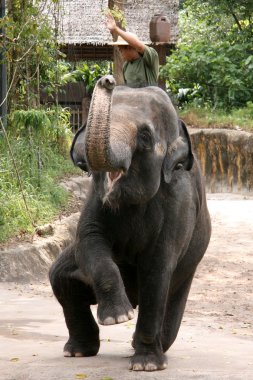 Elephant Show - Singapore Zoo, Singapore clipart