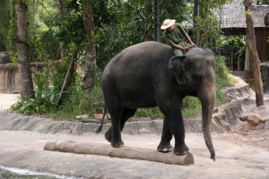 fil gösterisi - Singapur Hayvanat Bahçesi, Singapur