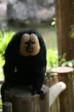 Monkey - Singapur Hayvanat Bahçesi, Singapur