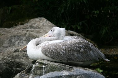 Pelican - Singapore Zoo, Singapore clipart