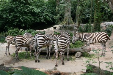 Zebra - Singapur Hayvanat Bahçesi, Singapur