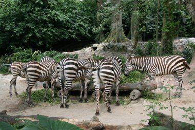 Zebra - Singapore Zoo, Singapore clipart