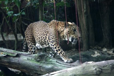 doğal yaşam alanı içinde leopar
