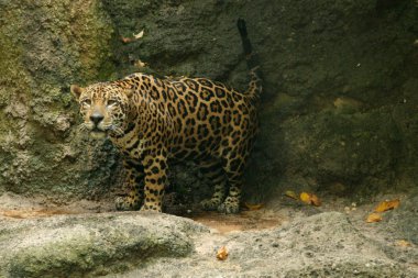 doğal yaşam alanı içinde leopar