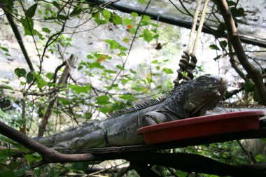 iguana - Singapur Hayvanat Bahçesi, Singapur