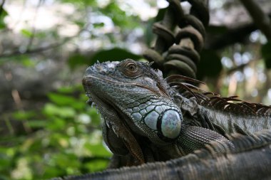 Iguana - Singapore Zoo, Singapore clipart