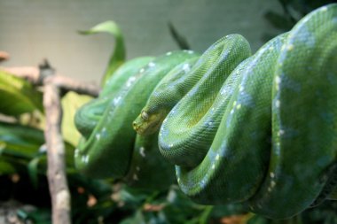 Green Tree Snake - Singapore Zoo, Singapore clipart