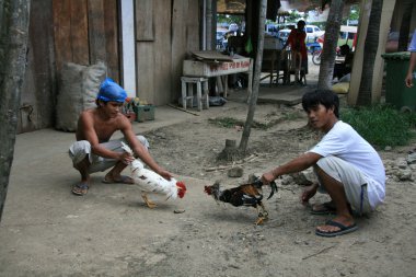 Cock Fighting in Philippines clipart