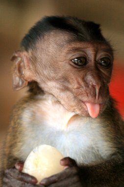 Long Tailed Macaque Baby
