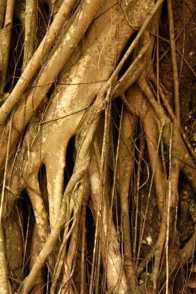 Kořeny stromů - konzervační park fort, Singapur — Stock fotografie