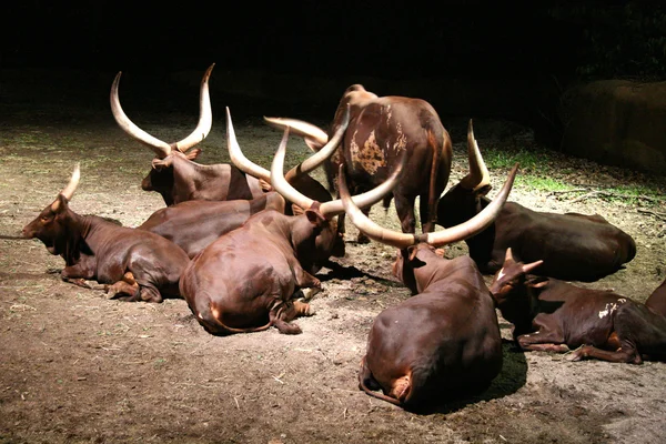 Buffalo - Night Safari, Singapura — Fotografia de Stock