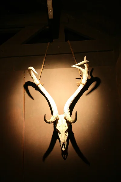 Dierlijke schedel - nacht safari, singapore — Stockfoto