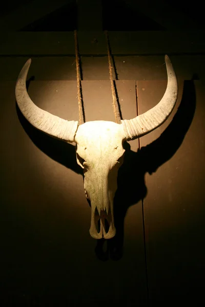 Zwierzęca czaszka - nocne safari, Singapur — Zdjęcie stockowe
