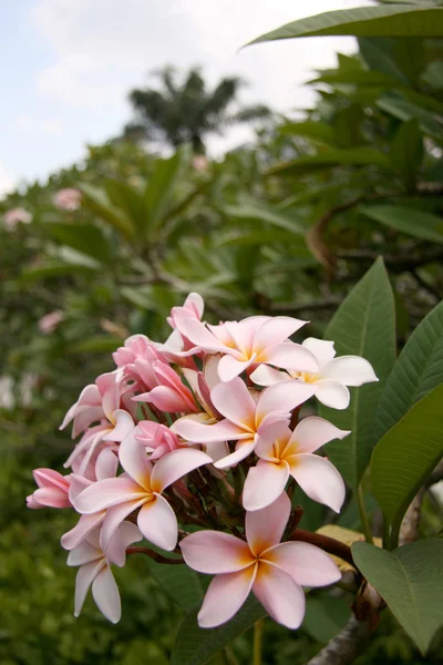 Blommor - botaniska trädgårdar, singapore — Stockfoto