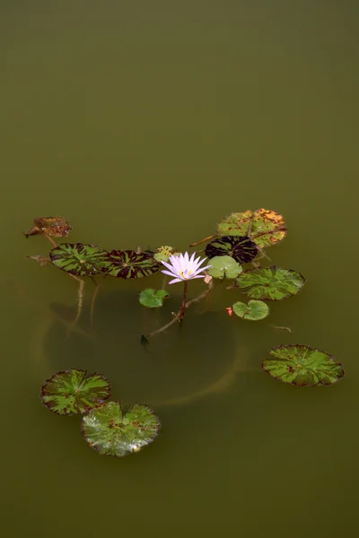 Lilly pads - botaniska trädgårdar, singapore — Stockfoto