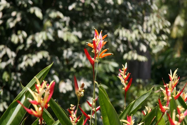 Цветы - Ботанические сады, Сингапур — стоковое фото