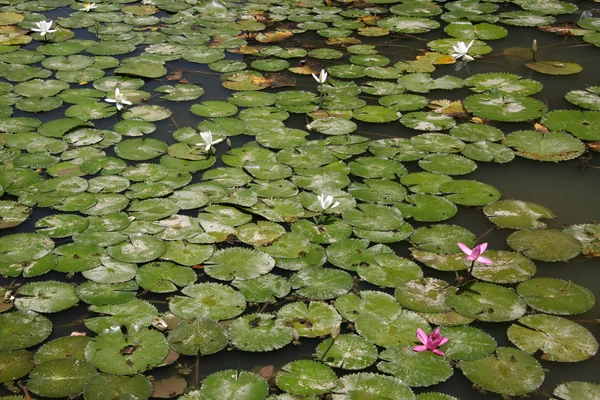 Lilly pads - botaniska trädgårdar, singapore — Stockfoto