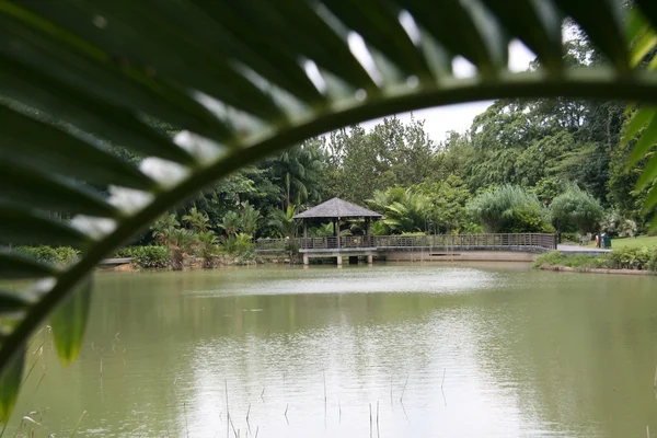 湖-植物园、 新加坡 — 图库照片
