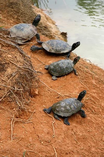 stock image Terrapin By Pond - Botanical Gardens, Singapore