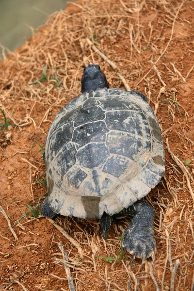 Terrapin havuz - botanik bahçeleri, Singapur