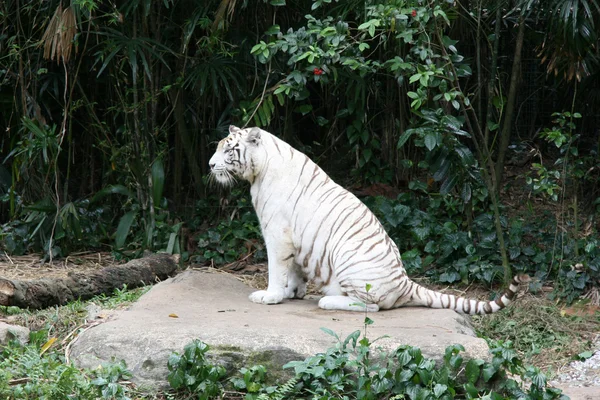 Tygr - singapore zoo, Singapur — Stock fotografie