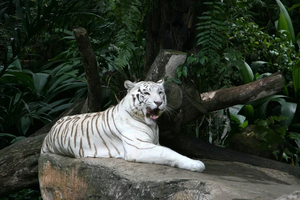 Tygrys - singapore zoo, singapore — Zdjęcie stockowe