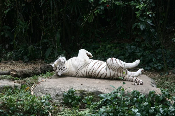 Тигр - Сингапурский зоопарк, Сингапур — стоковое фото