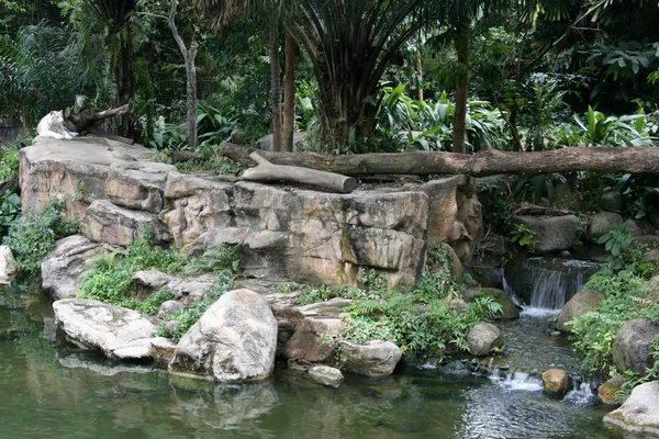 Τίγρη - Σιγκαπούρη ζωολογικό κήπο, Σιγκαπούρη — Φωτογραφία Αρχείου