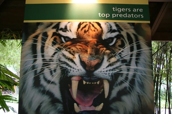 Тигр - Сингапурский зоопарк, Сингапур — стоковое фото