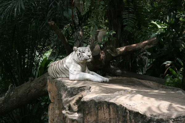 Tigre - Jardim Zoológico de Singapura, Singapura — Fotografia de Stock