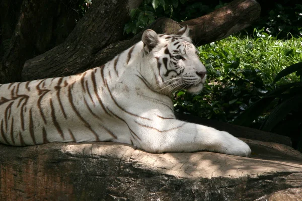 Tigre - Jardim Zoológico de Singapura, Singapura — Fotografia de Stock