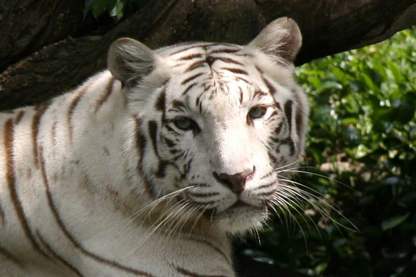 Tiger - Singapore Zoo, Singapore — Stockfoto