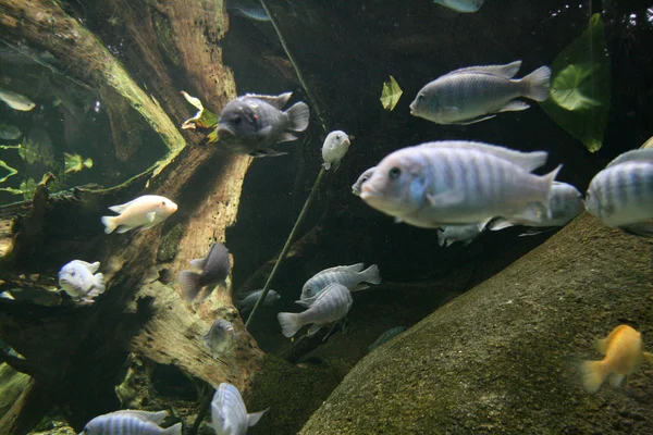 Ryby - singapore zoo, singapore — Zdjęcie stockowe