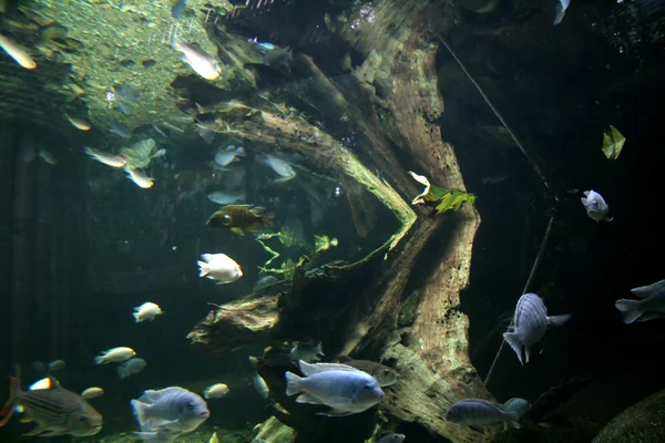 Ryby - singapore zoo, singapore — Zdjęcie stockowe