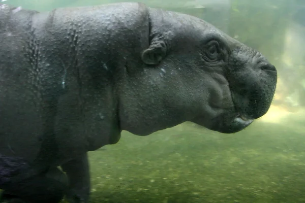 Hippo - Jardim Zoológico de Singapura, Singapura — Fotografia de Stock