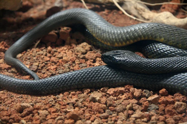 Snakes - Jardim Zoológico de Singapura, Singapura — Fotografia de Stock