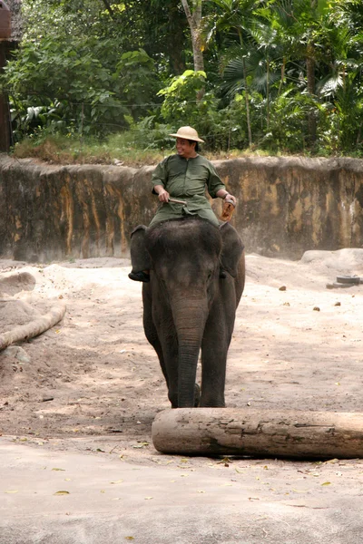 Шоу слонов - Сингапурский зоопарк, Сингапур — стоковое фото