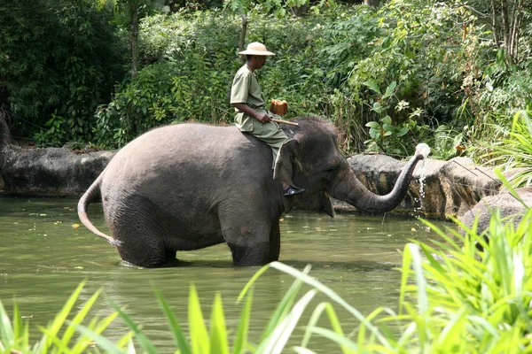 大象表演-新加坡动物园、 新加坡 — 图库照片