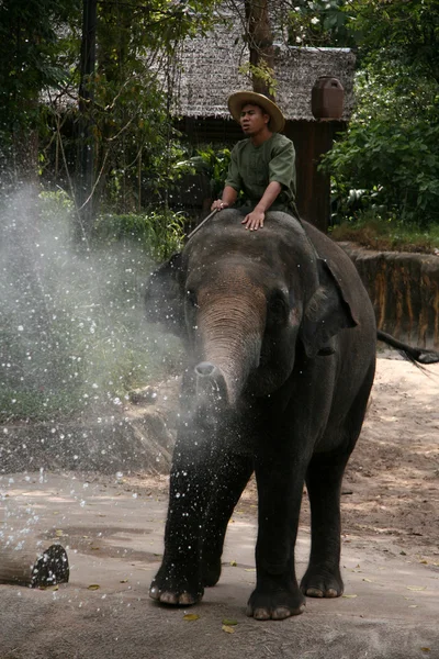 코끼리 쇼-싱가포르 동물원, 싱가포르 — 스톡 사진
