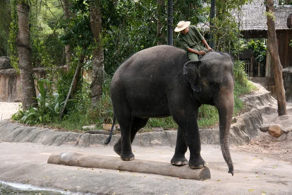 Шоу слонов - Сингапурский зоопарк, Сингапур — стоковое фото