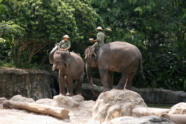 Fil gösterisi - Singapur Hayvanat Bahçesi, Singapur — Stok fotoğraf