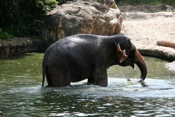 大象表演-新加坡动物园、 新加坡 — 图库照片