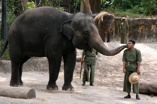 Слон шоу - зоопарк Сінгапур, Сінгапур — стокове фото